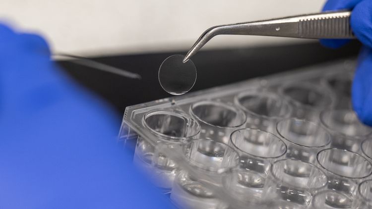 Nahaufnahme aus dem Labor: Eine Hand hält mit einer Pinzette ein scheinbar leeres Glasplättchen.