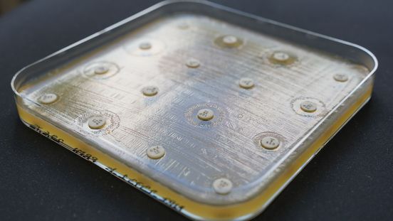 Bakterienkultur auf Nährlösung in einer viereckigen Schale. Um mehrere Antibiotikaplättchen haben sich sichtbare Hemmzonen entwickelt.